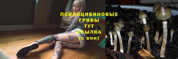 прущие грибы Корсаков
