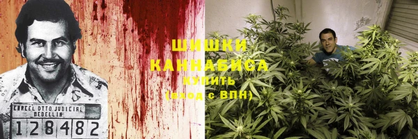 прущие грибы Корсаков